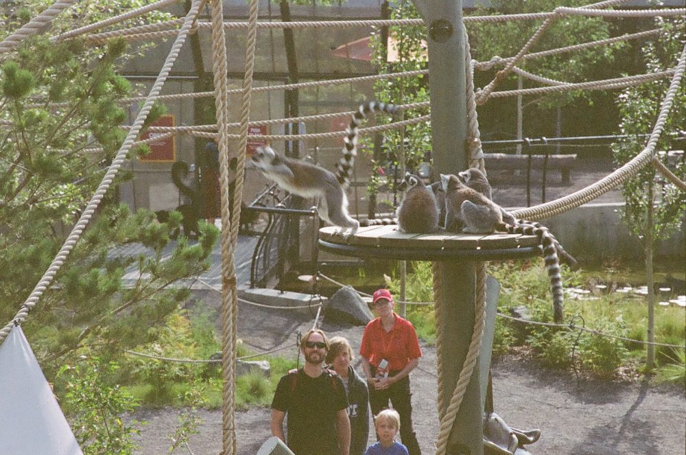 leaping lemur