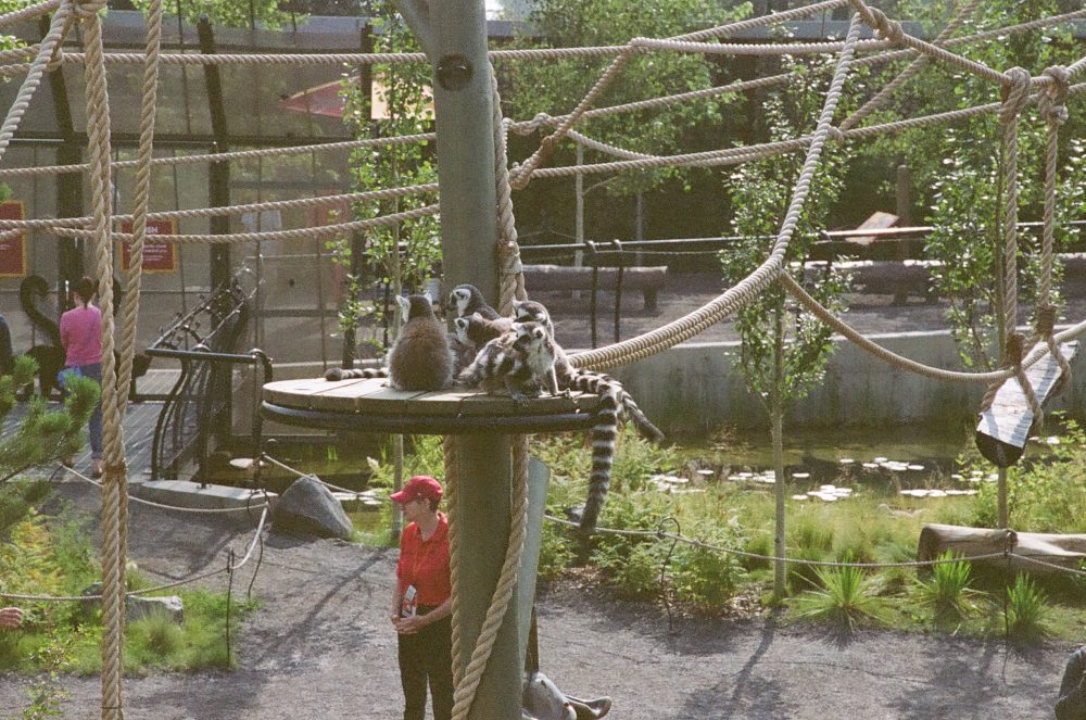 lemurs at the Calgary Zoo