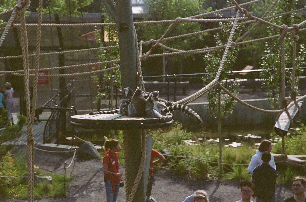 lemurs