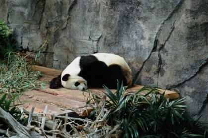 panda bear sleeping