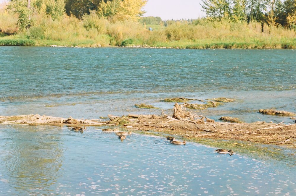 ducks on the Bow River