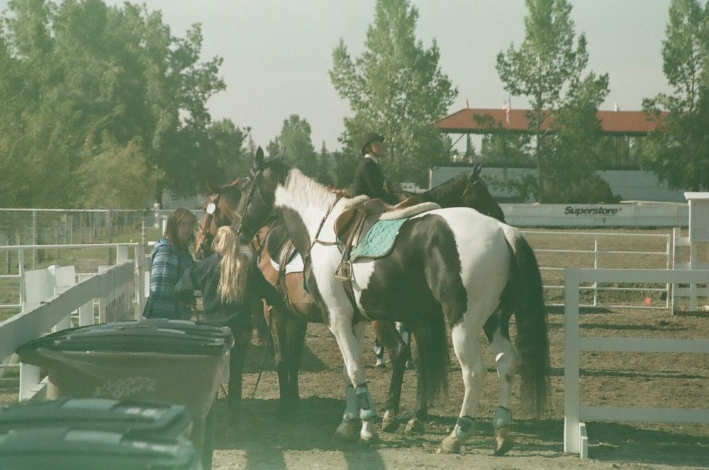 horses in a group including Kolor Kode