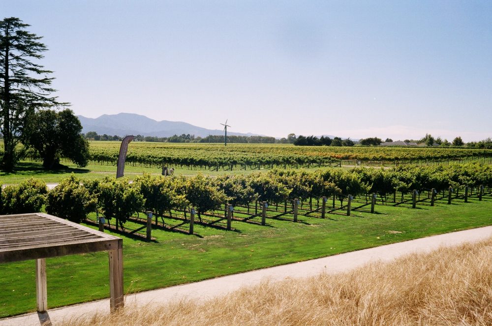 vineyards at Wither Hills