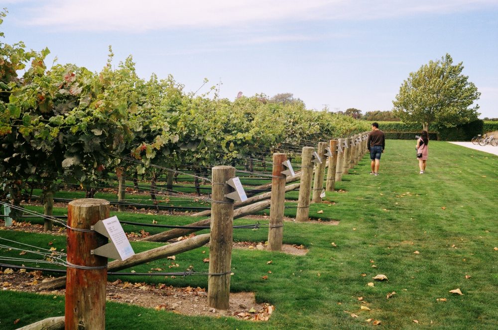 vineyards at Wither Hills