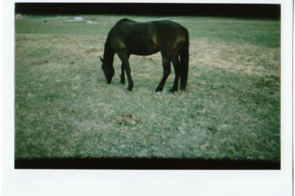 horse