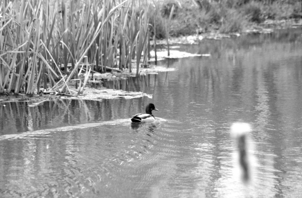 duck on a pond