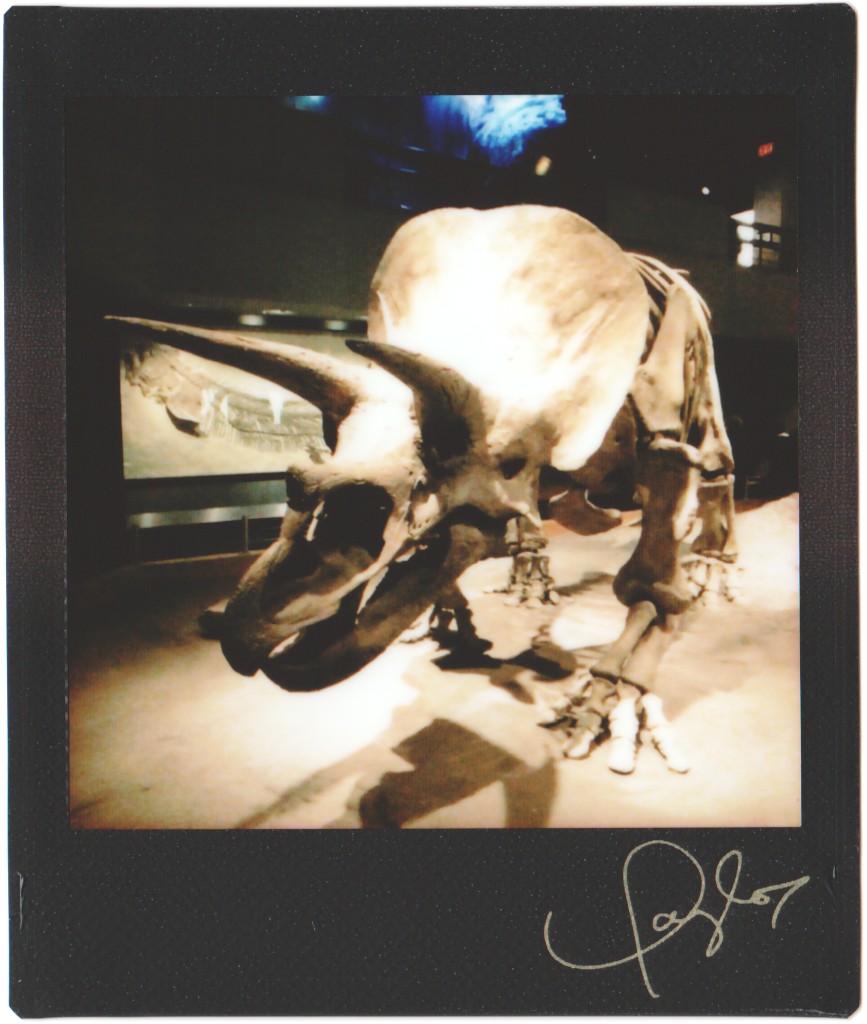 triceratops dinosaur fossil skeleton