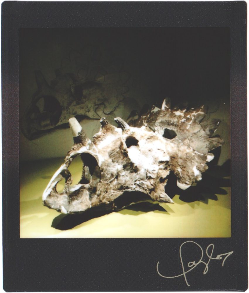 triceratops skull fossil