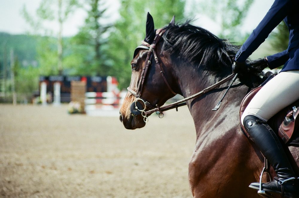show jumping at Spruce Meadows, Calgary, AB