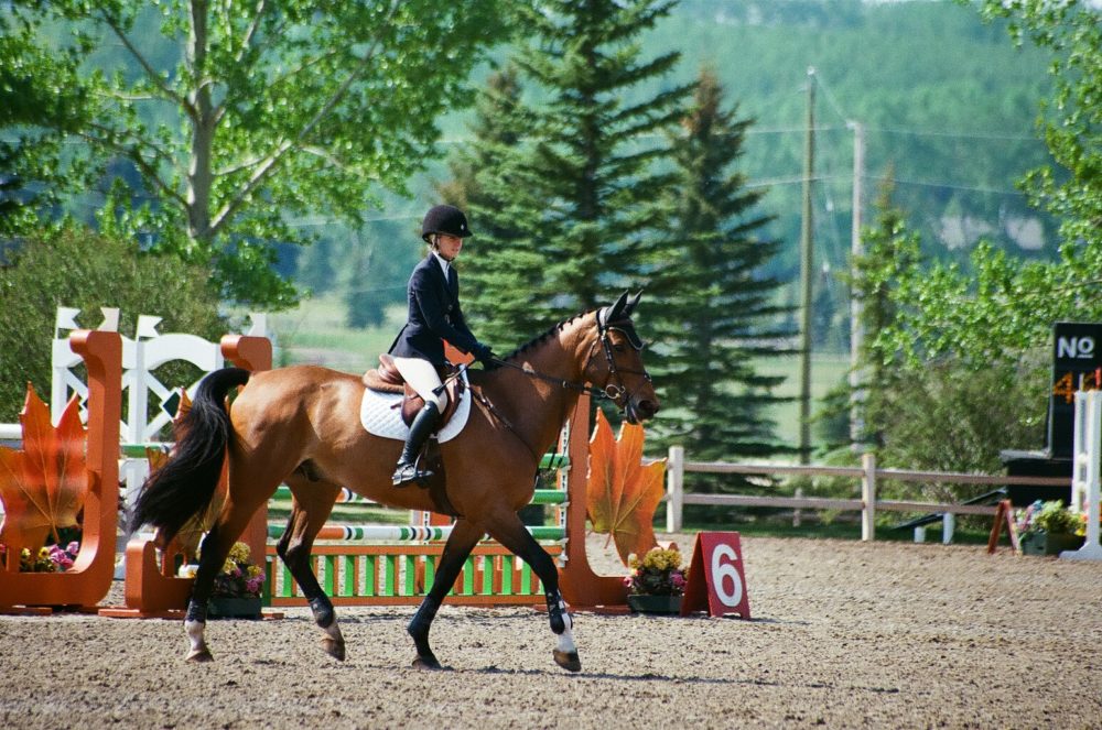 show jumping at Spruce Meadows, Calgary, AB