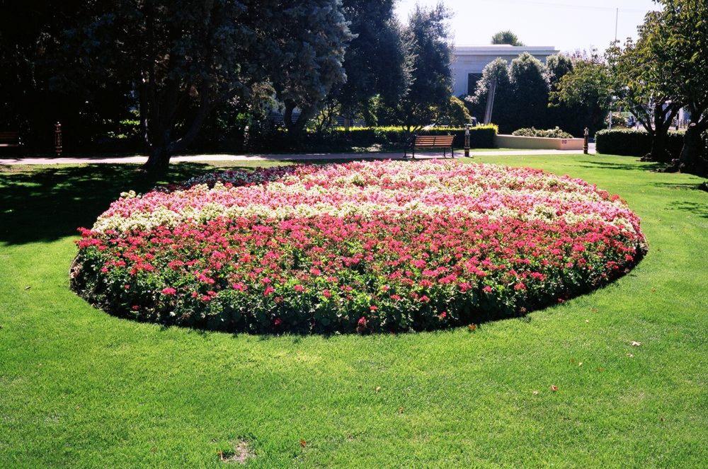 flowers in Blenheim, New Zealand
