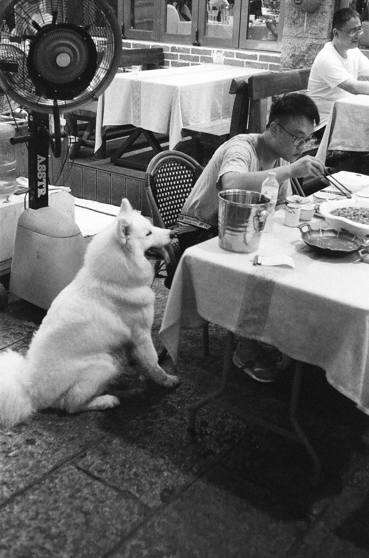 a dog patiently waits to be fed in Yangshuo, China