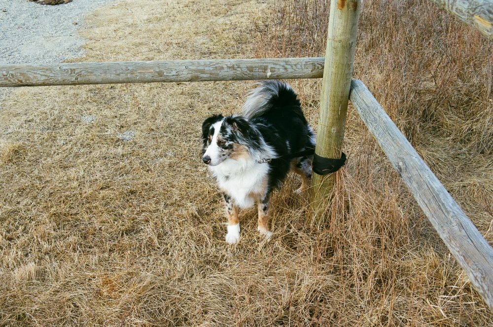 dog at Glenbow Ranch Provincial Park