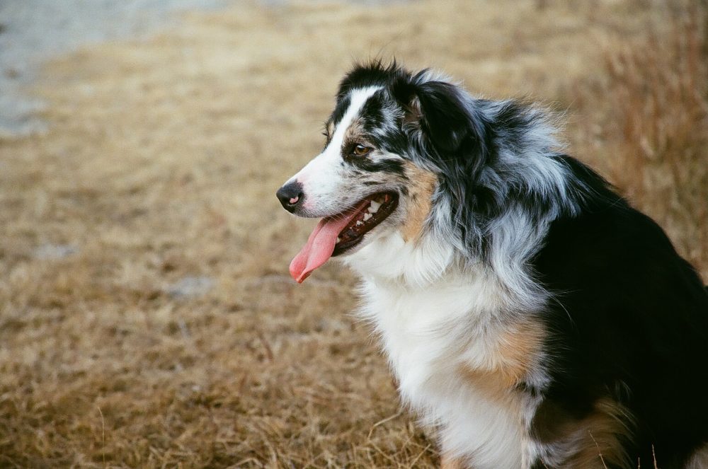 dog at Glenbow Ranch Provincial Park