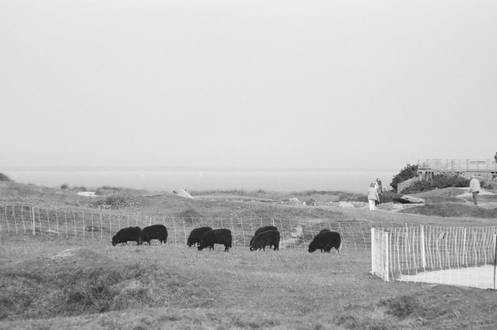 sheep at Pointe du Hoc