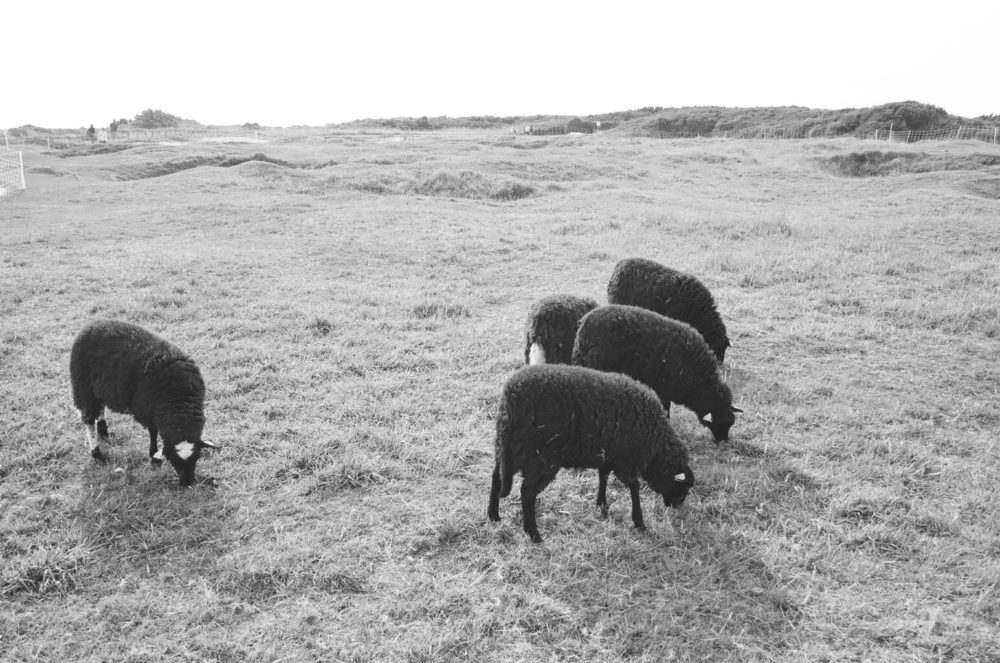 sheep at Pointe du Hoc