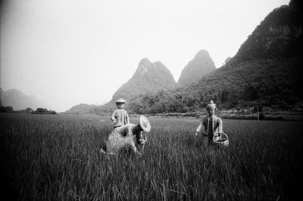 Yangshuo countryside wicker farmers on Double-X 5222 film