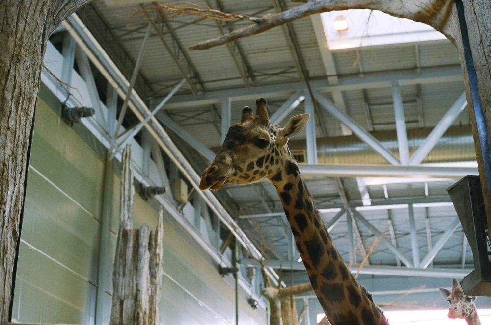 giraffe at the Calgary Zoo