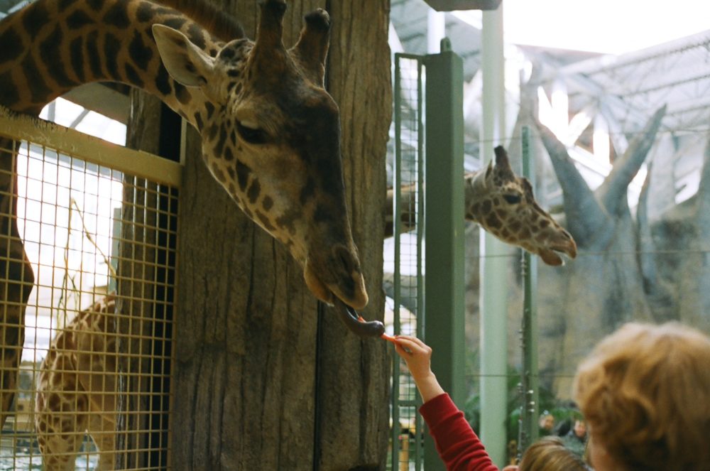 feeding giraffes