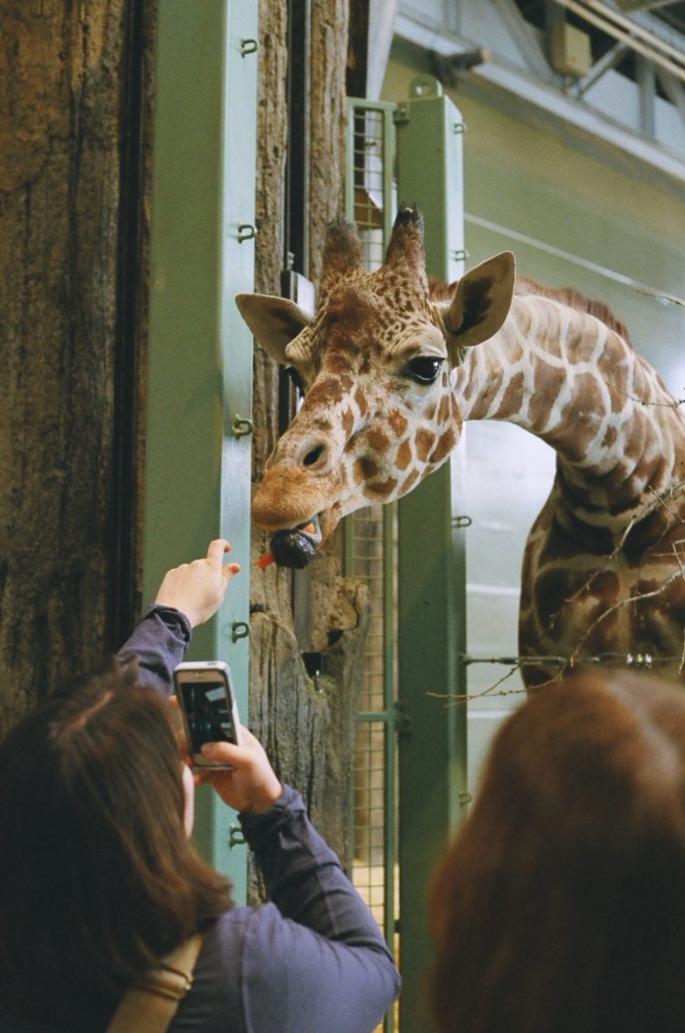 feeding a giraffe at the Calgary Zoo