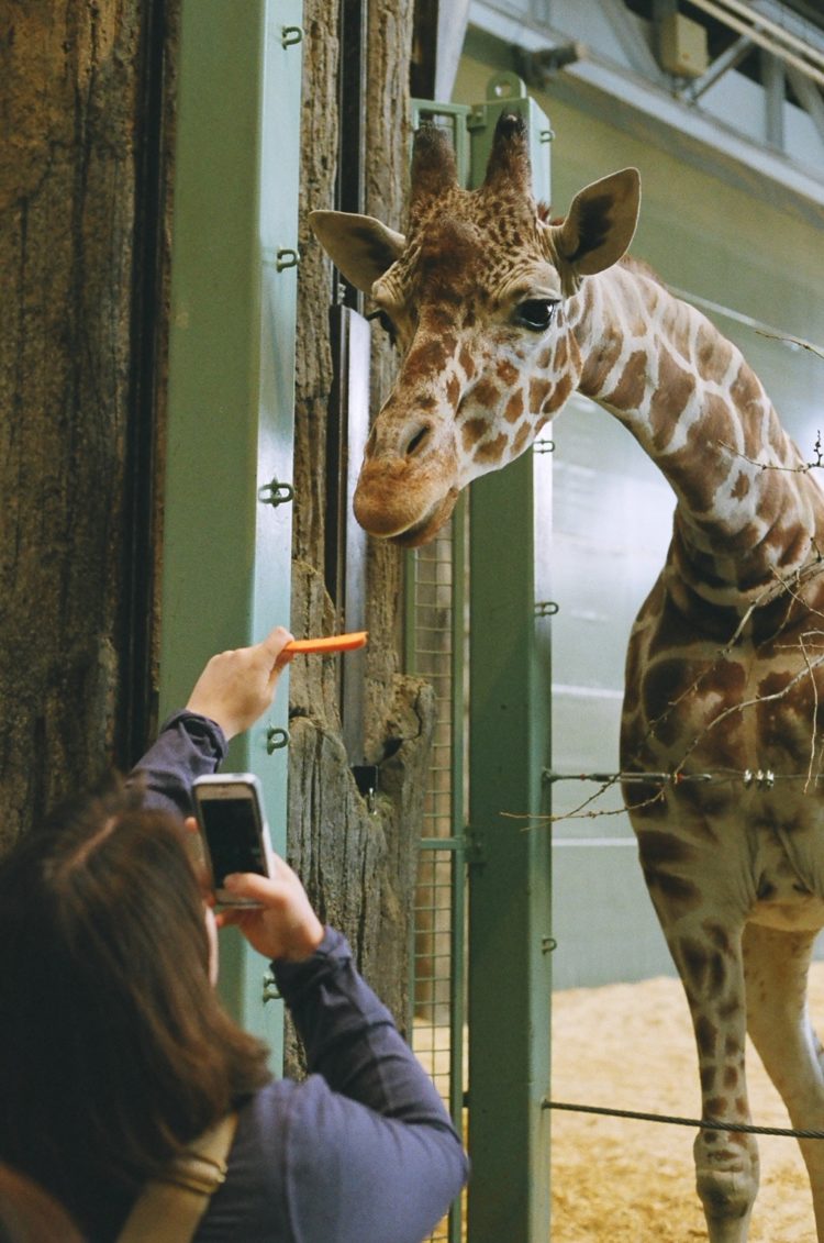 feeding a giraffe