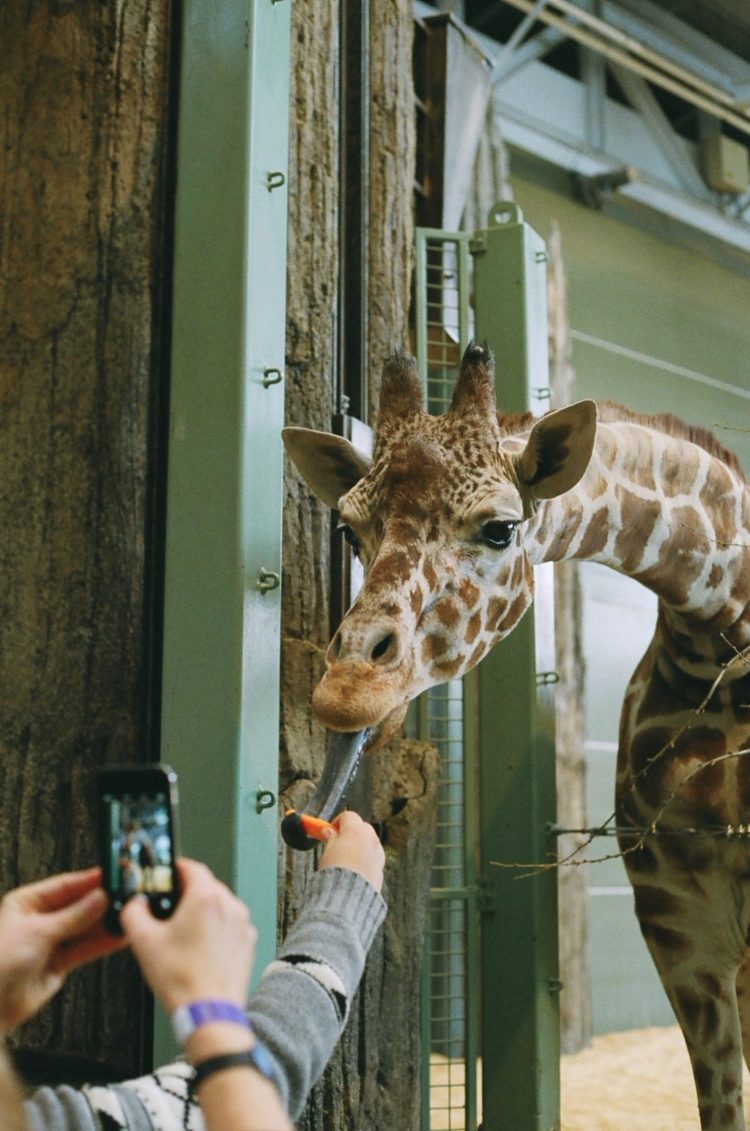 feeding a giraffe