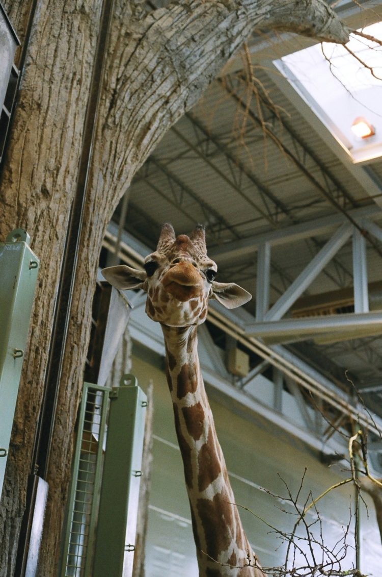 giraffe