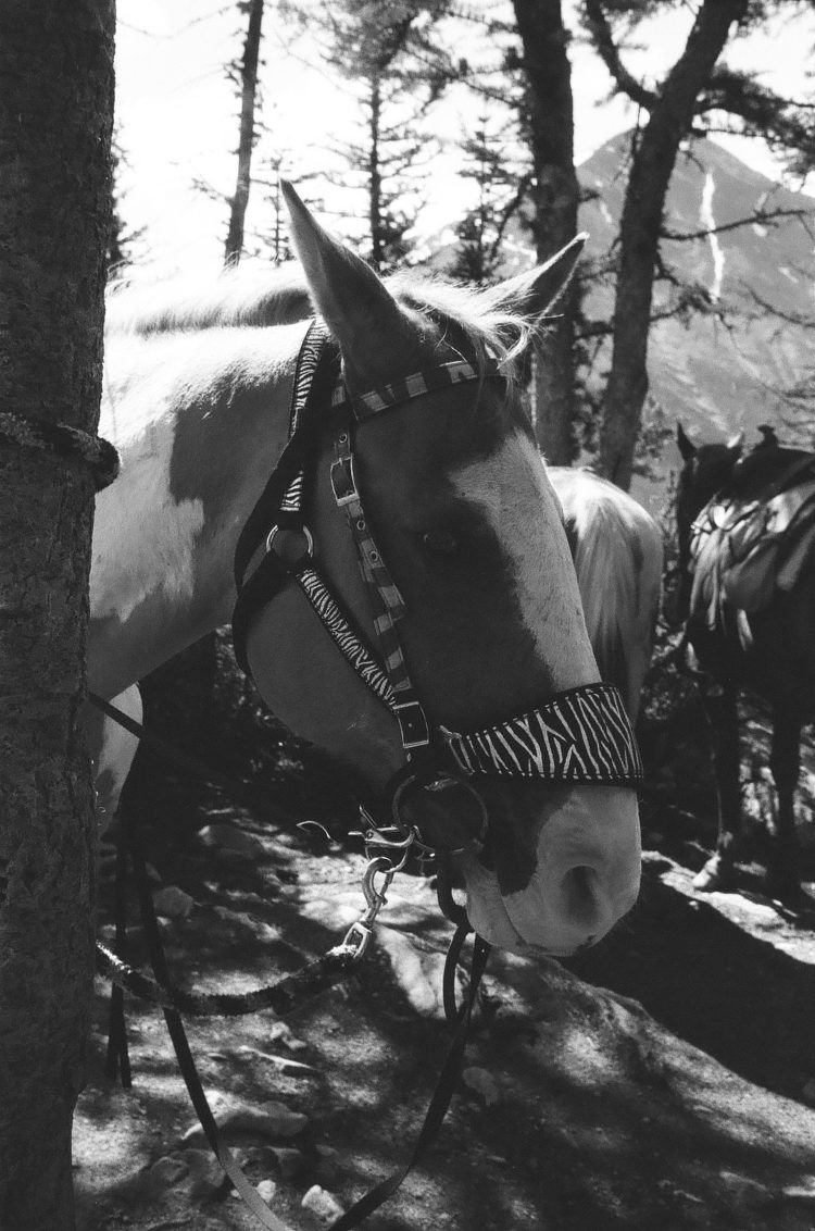 horse, of course
