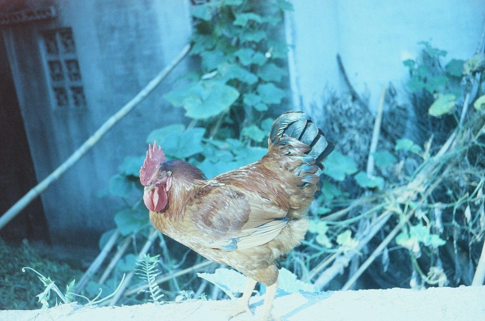 a chicken in Emeishan, China