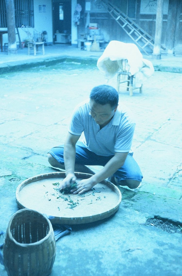 bruising tea leaves in Emeishan, China