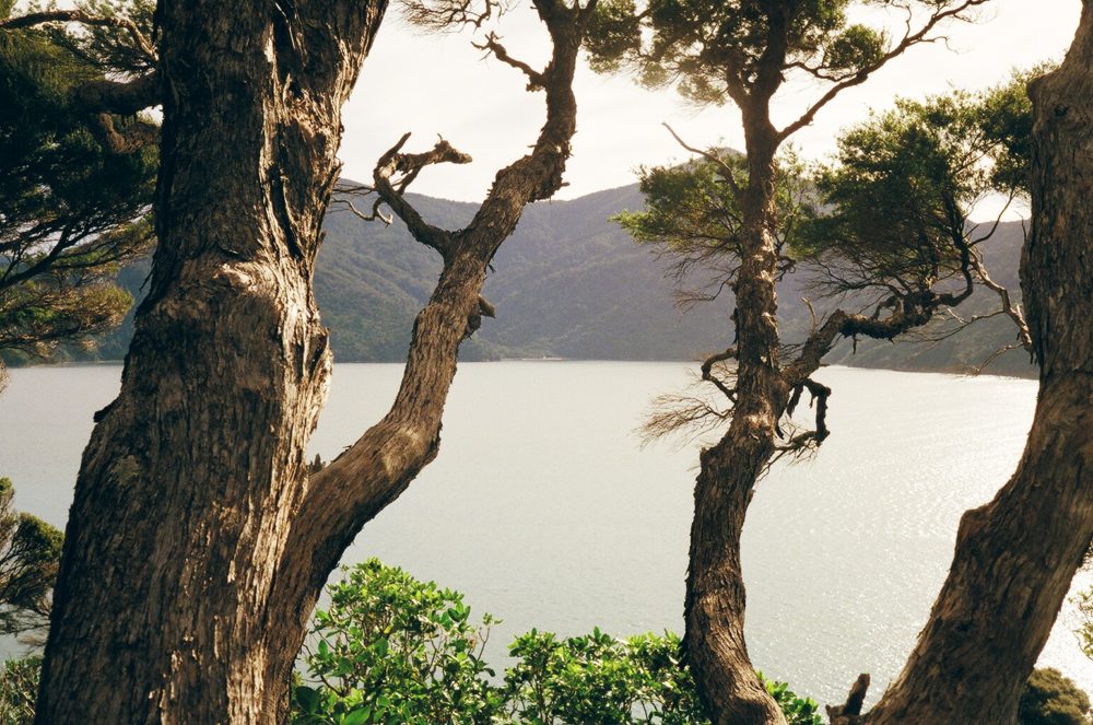 Motuara Island, NZ