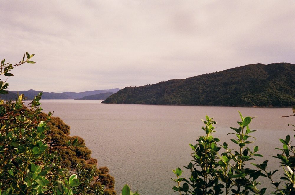 the view from Motuara Island, NZ