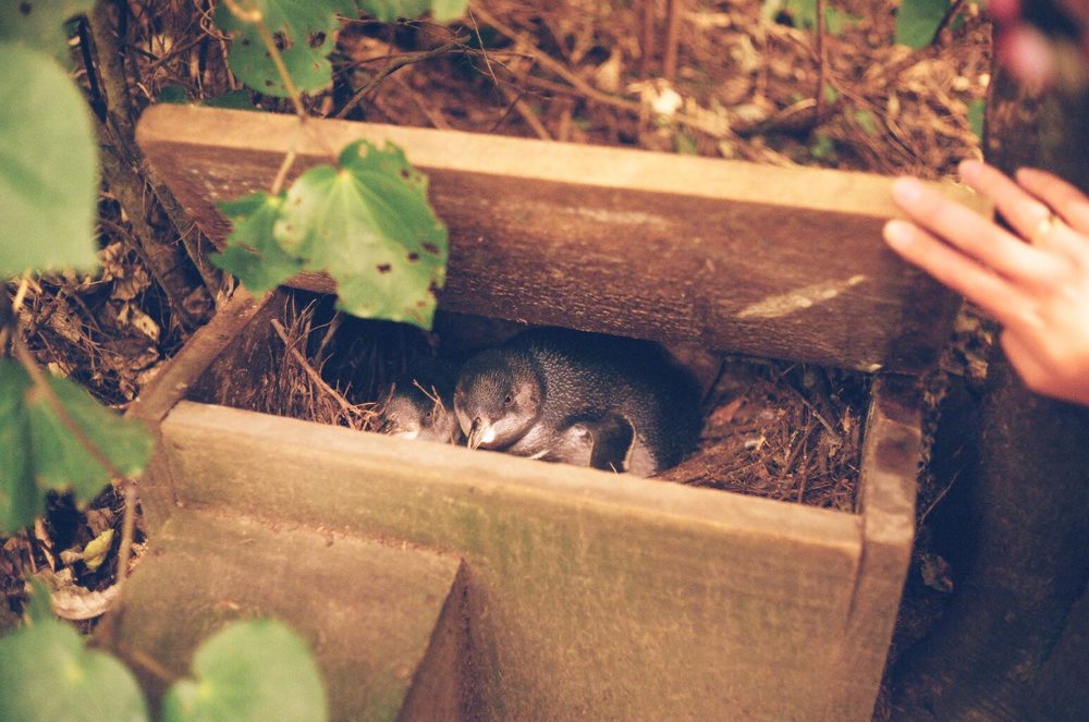 Little penguins in a nesting box