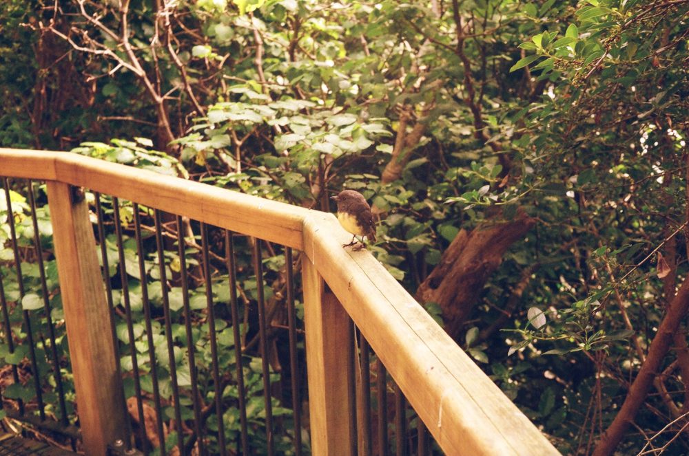 a bird on Motuara Island, NZ