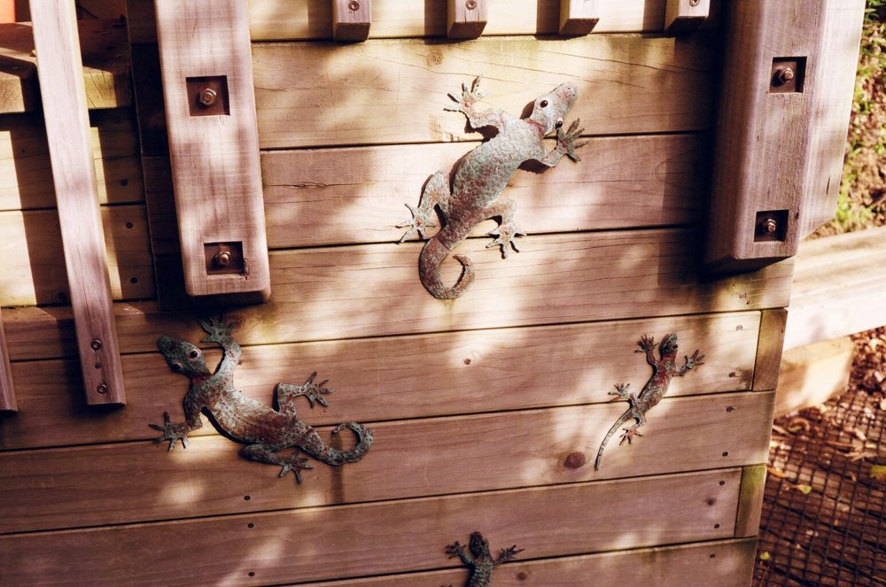 metal gecko art on Motuara Island, NZ