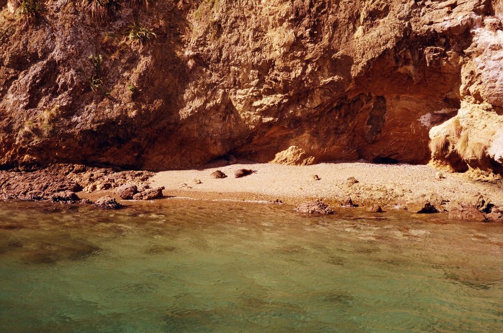 a seal sunbathing on Motuara Island, NZ