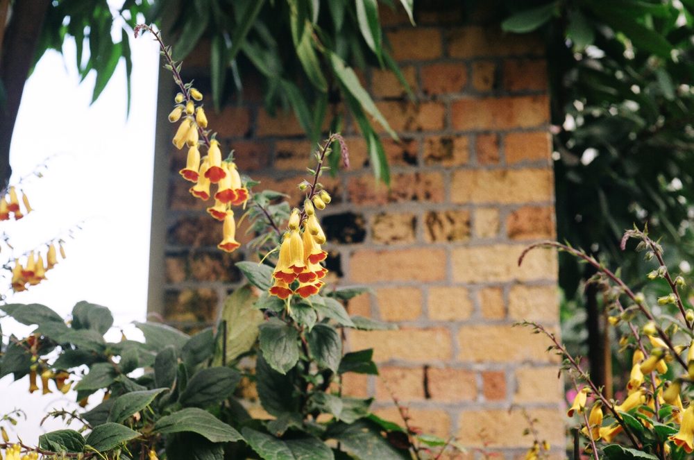 flowers at the Wintergardens, Auckland Domain, Auckland, NZ