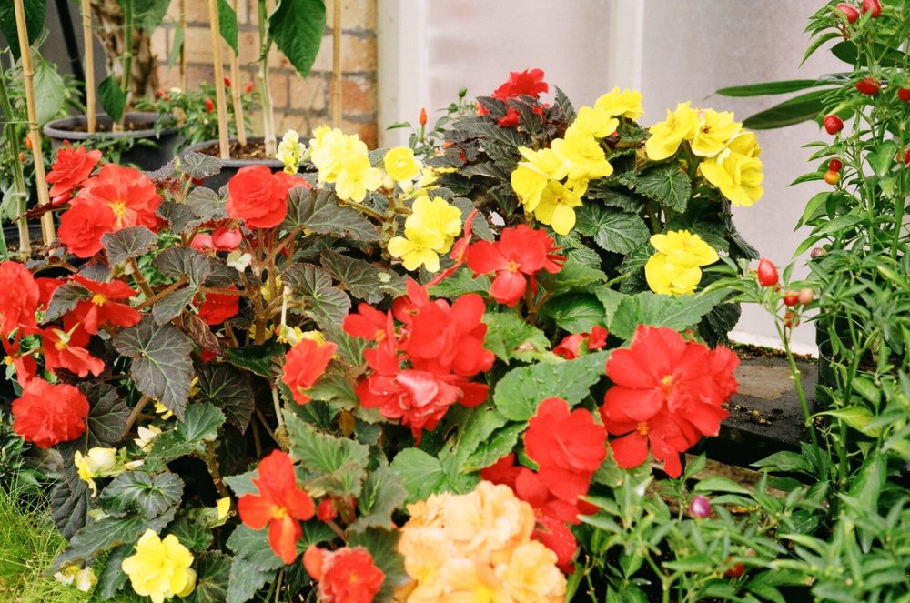 flowers at the Wintergardens, Auckland Domain, Auckland, NZ