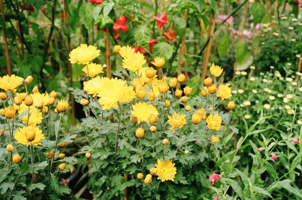 flowers at the Wintergardens, Auckland Domain, Auckland, NZ