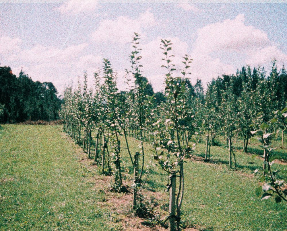 an apple orchard in Tauranga, New Zealand