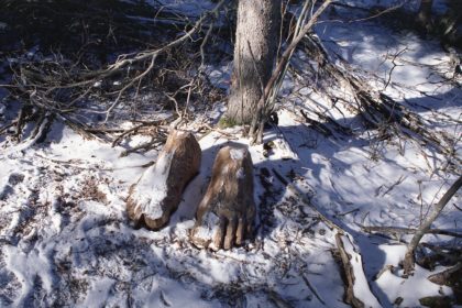 carved feet in the forest