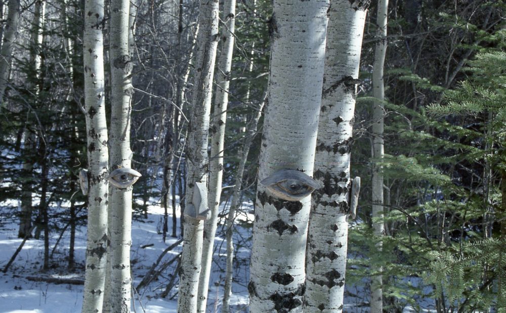 eyes on trees