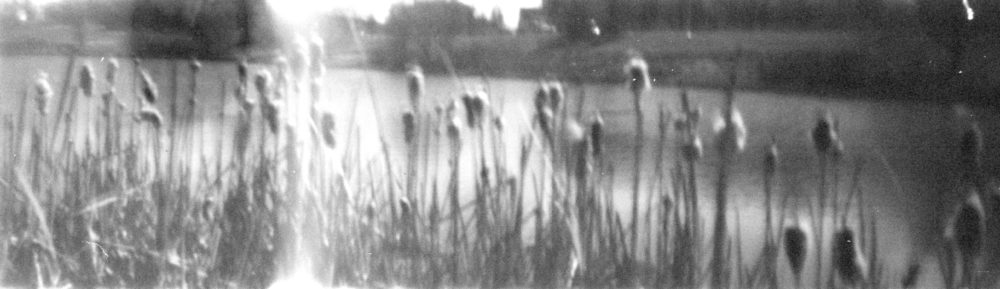 pinhole photo of cattails