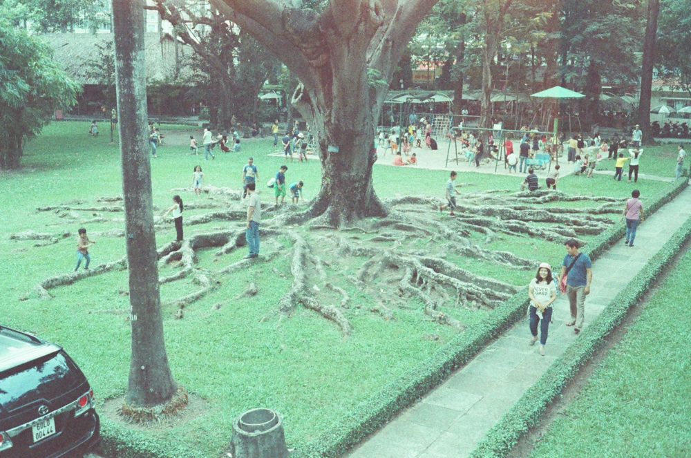 large roots of a tree outside the Reunification Palace in Ho Chi Minh City, Vietnam