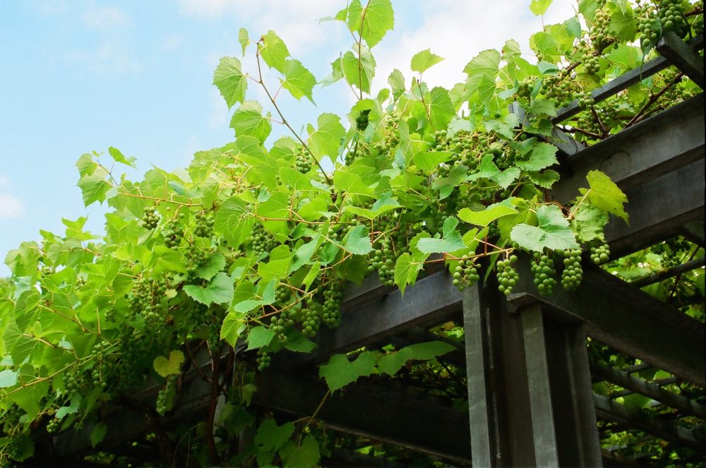 grapes at Hastings Park, Vancouver, BC