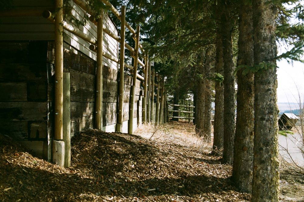 Glenbow Ranch Provincial Park trees