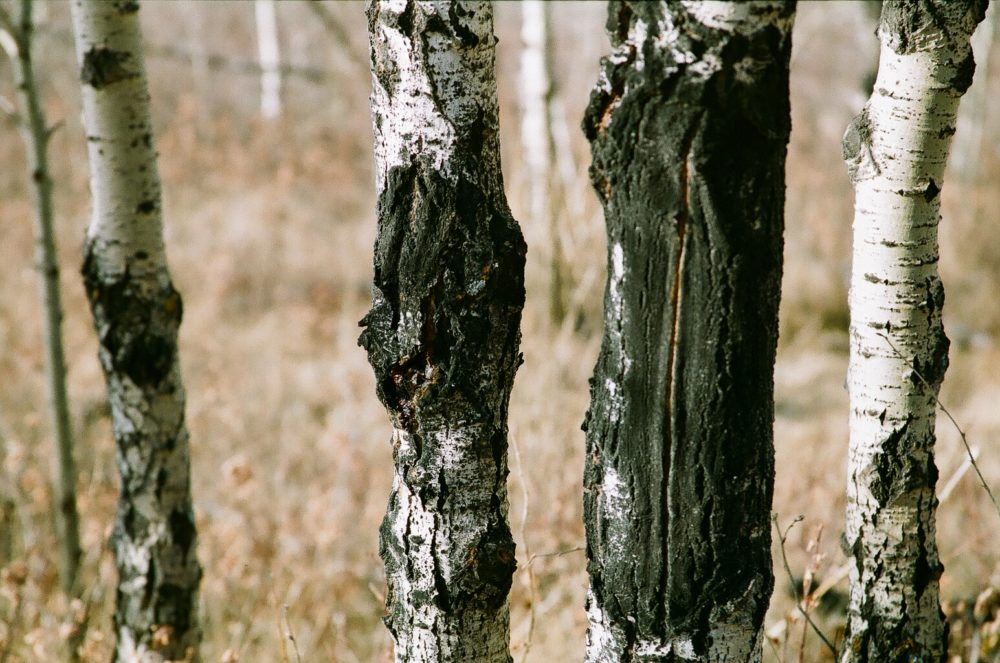 birch trees at Glenbow Ranch Provincial Park