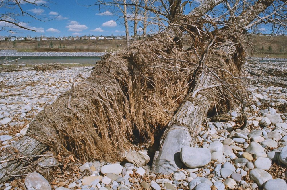 detritus from the Calgary Flood