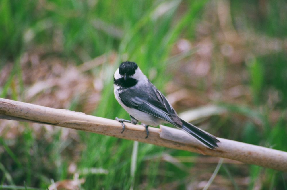 bird at Pearce Estate Park