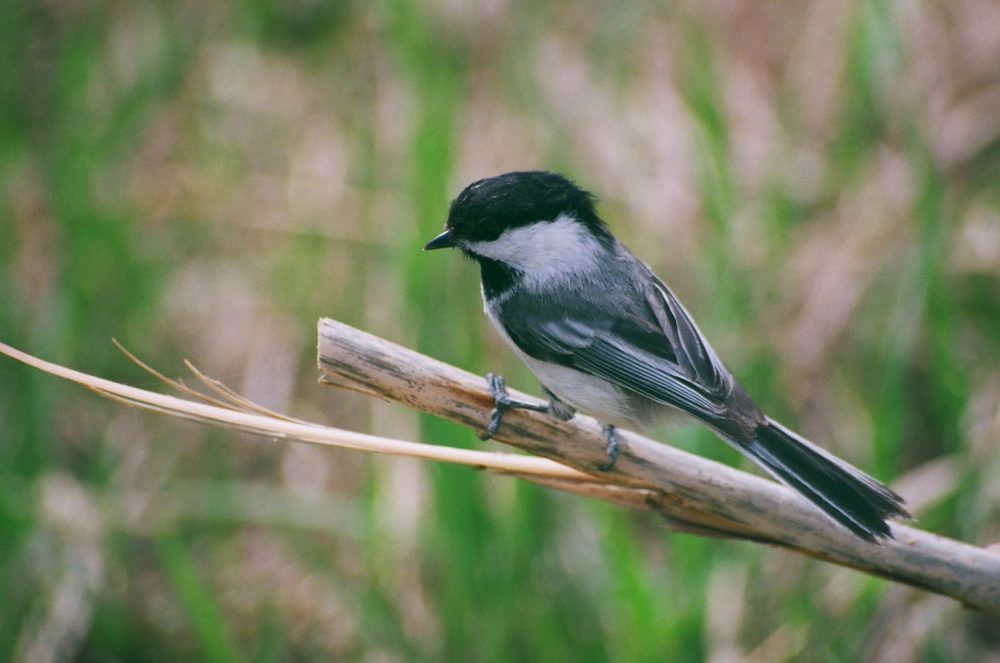 bird at Pearce Estate Park